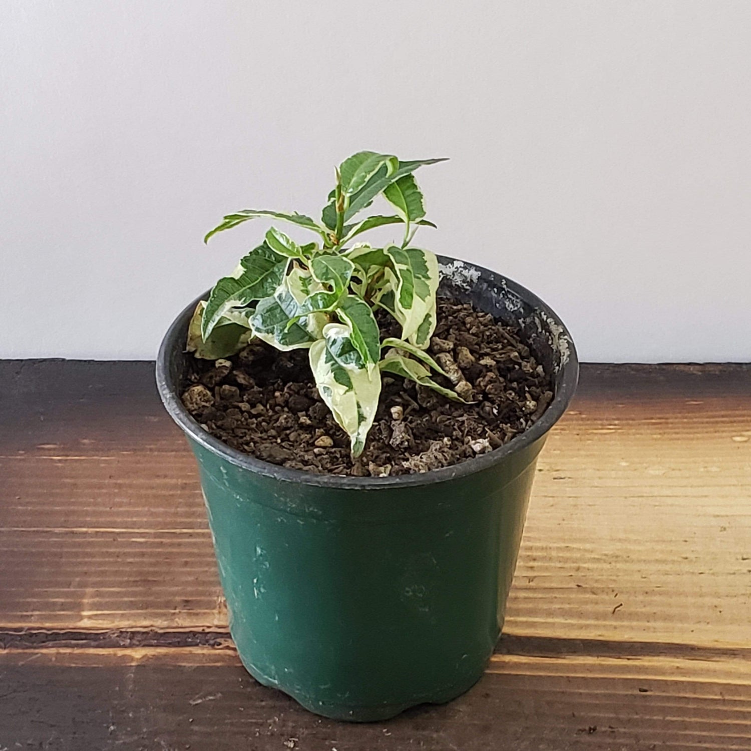 Urban Sprouts Plant 4" in nursery pot Fig 'Silver Leaf'