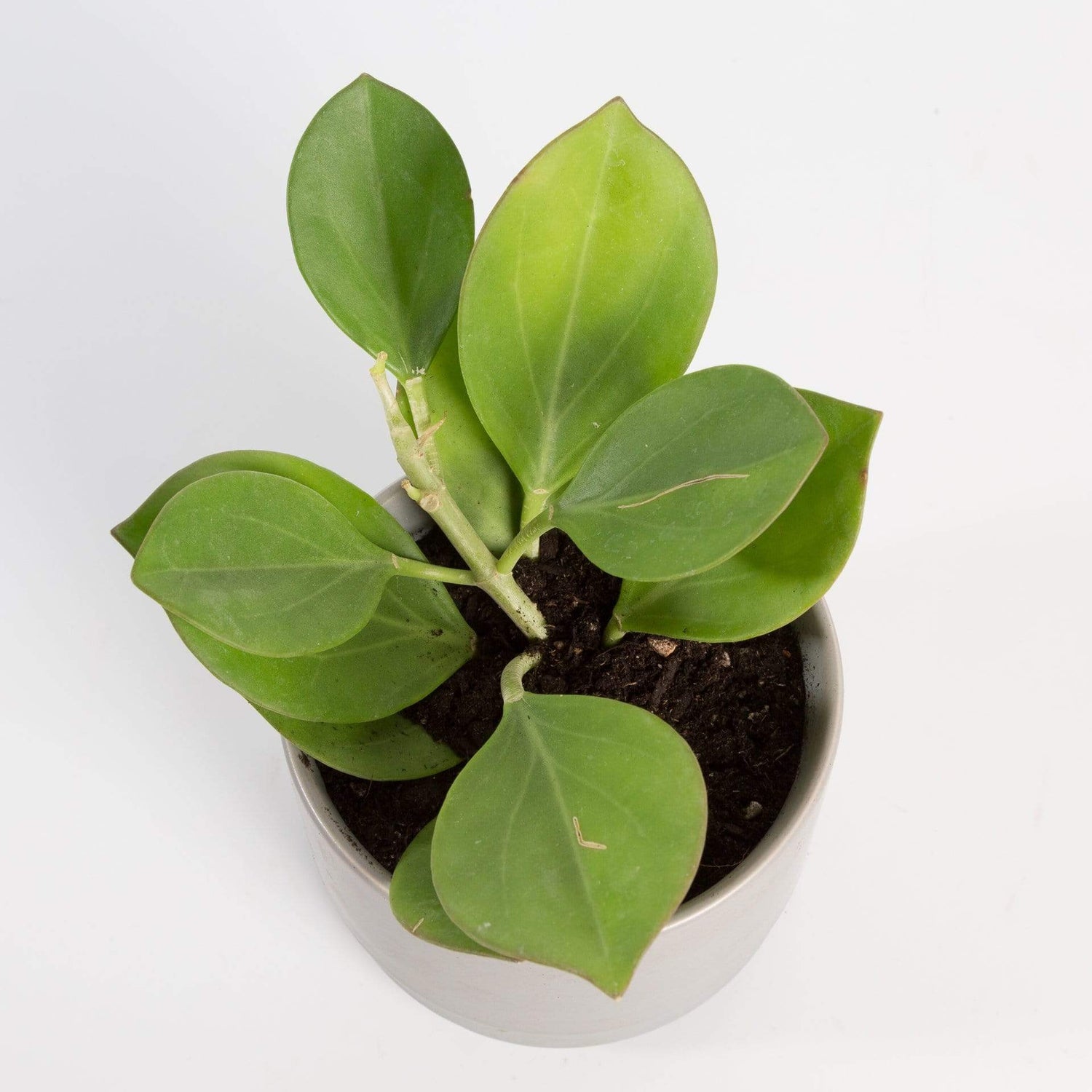 Urban Sprouts Plant 4" in nursery pot Hoya 'Pachyclada'