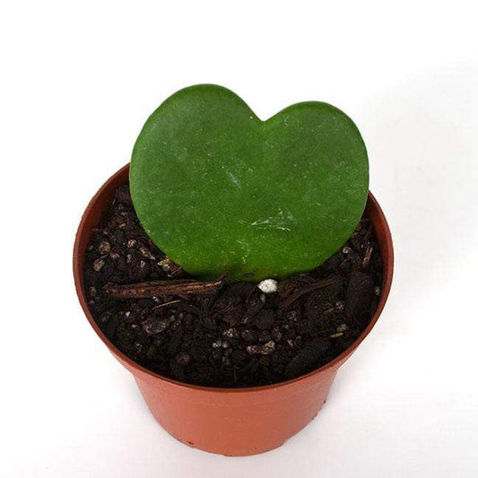 Urban Sprouts Plant 4" in nursery pot Hoya 'Sweetheart'