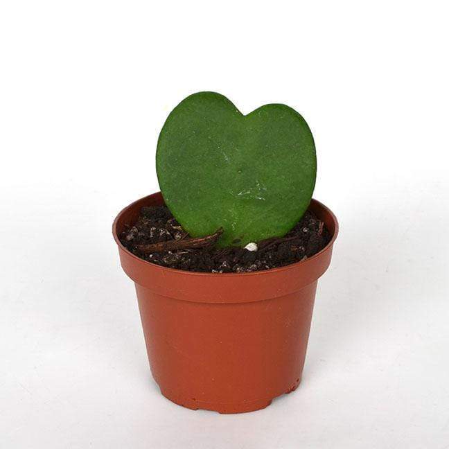 Urban Sprouts Plant 4" in nursery pot Hoya 'Sweetheart'