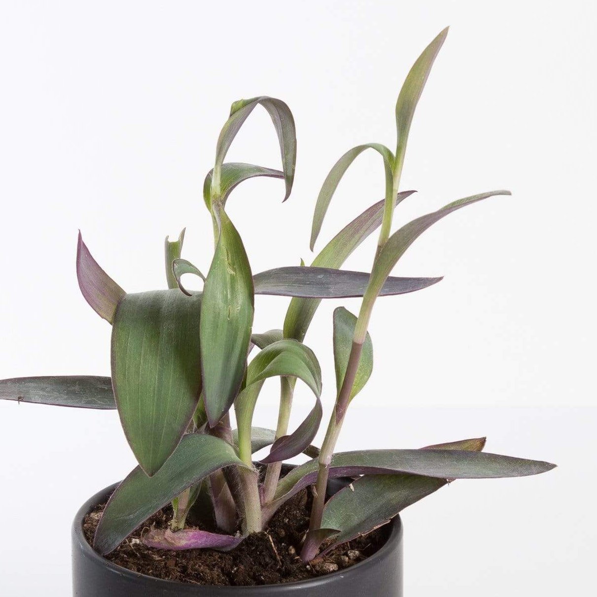Urban Sprouts Plant 4" in nursery pot Inch Plant 'Purple Heart'