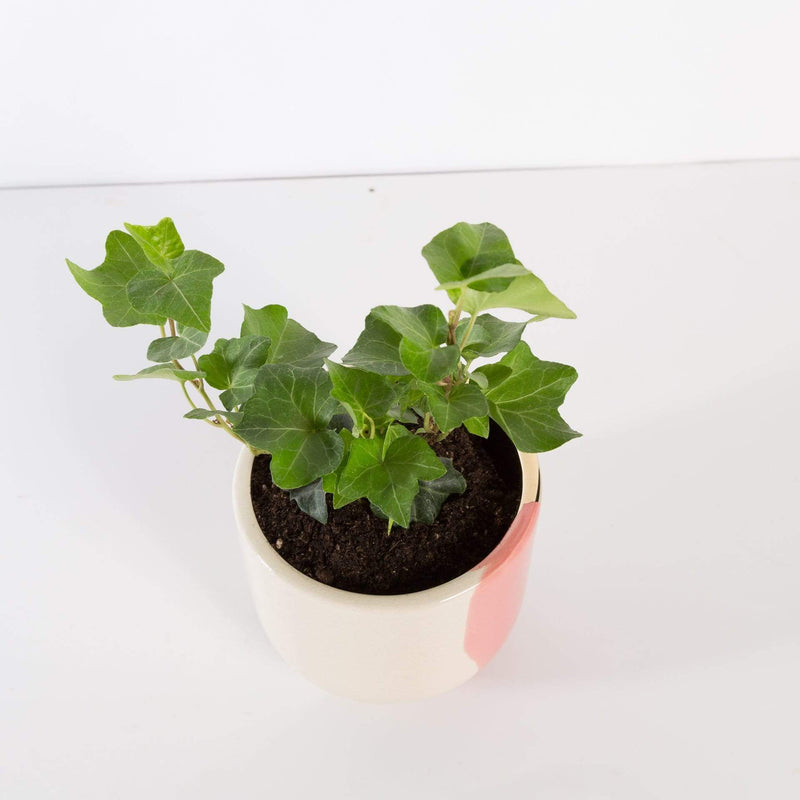 Urban Sprouts Plant 4" in nursery pot Irish Ivy