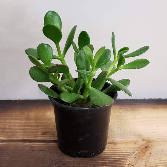 Urban Sprouts Plant 4" in nursery pot Jade 'Crosby'