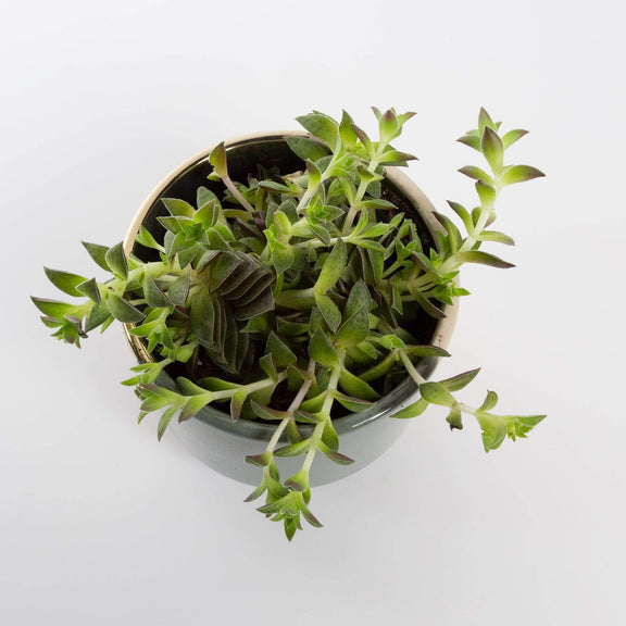 Urban Sprouts Plant 4" in nursery pot Jade 'Green Pagoda'