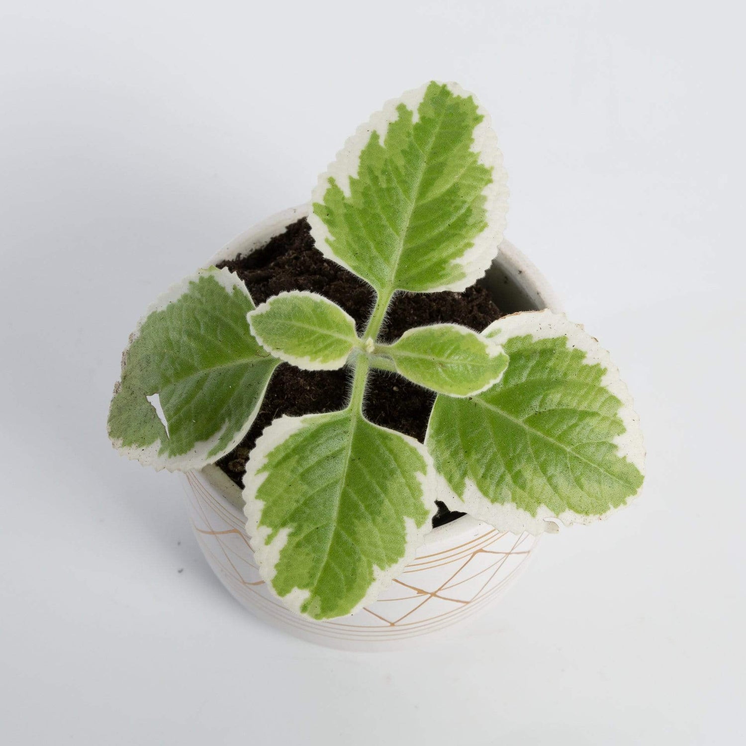 Urban Sprouts Plant 4" in nursery pot Oregano 'Cuban - Variegated'