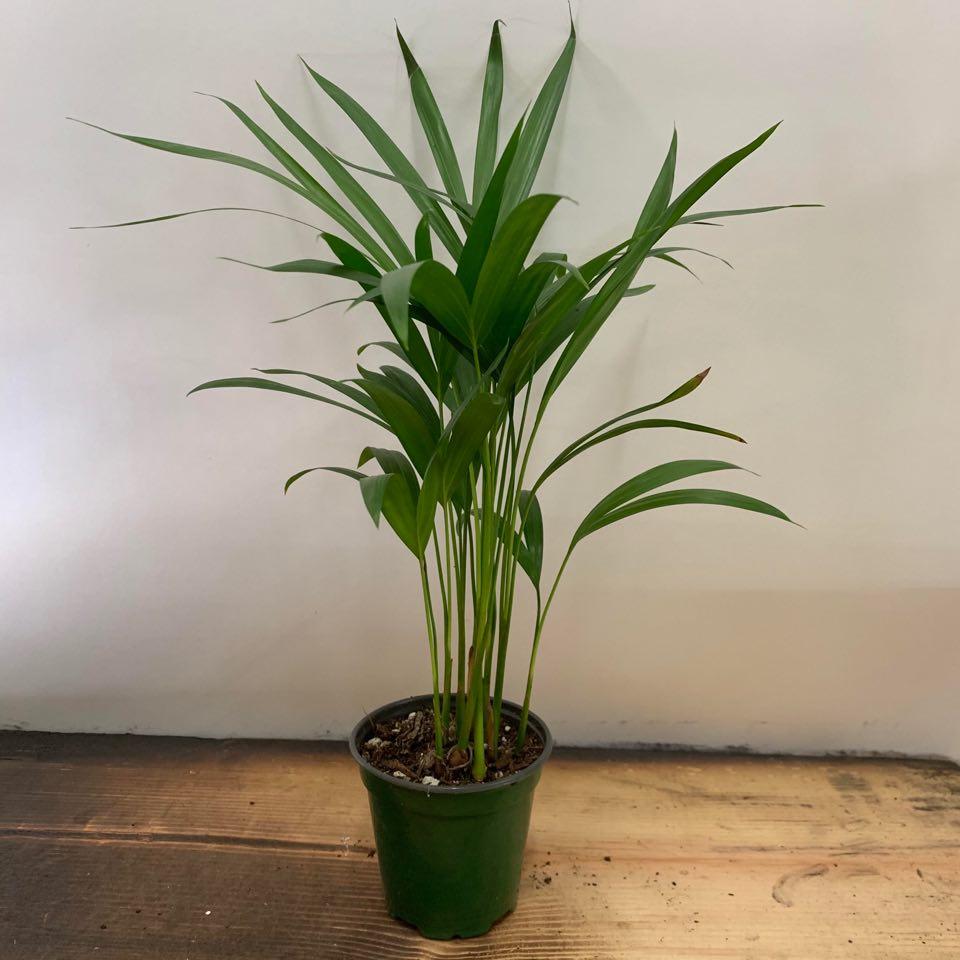 Urban Sprouts Plant 4" in nursery pot Palm 'Areca'
