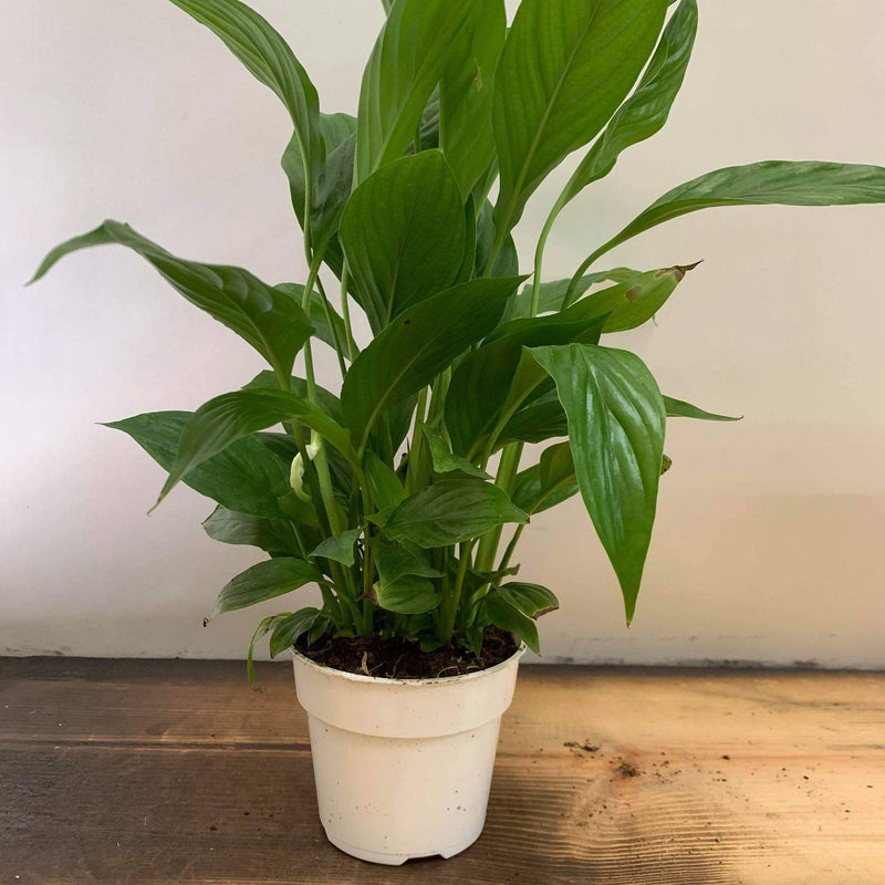 Urban Sprouts Plant 4" in nursery pot Peace Lily 'Viscount'