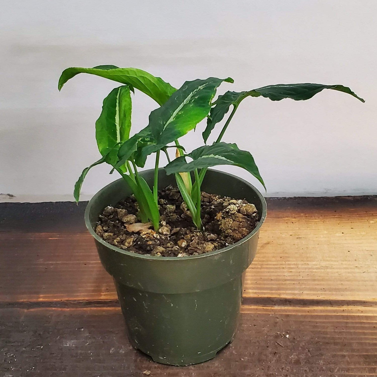 Peace Lily 'White Stripe' - Urban Sprouts