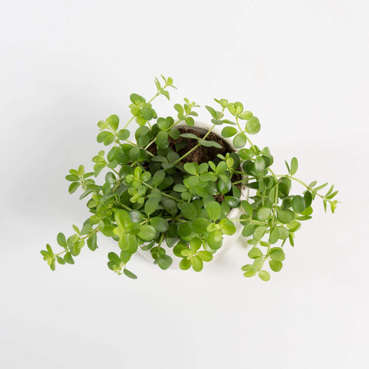Urban Sprouts Plant 4" in nursery pot Peperomia 'Acorn'