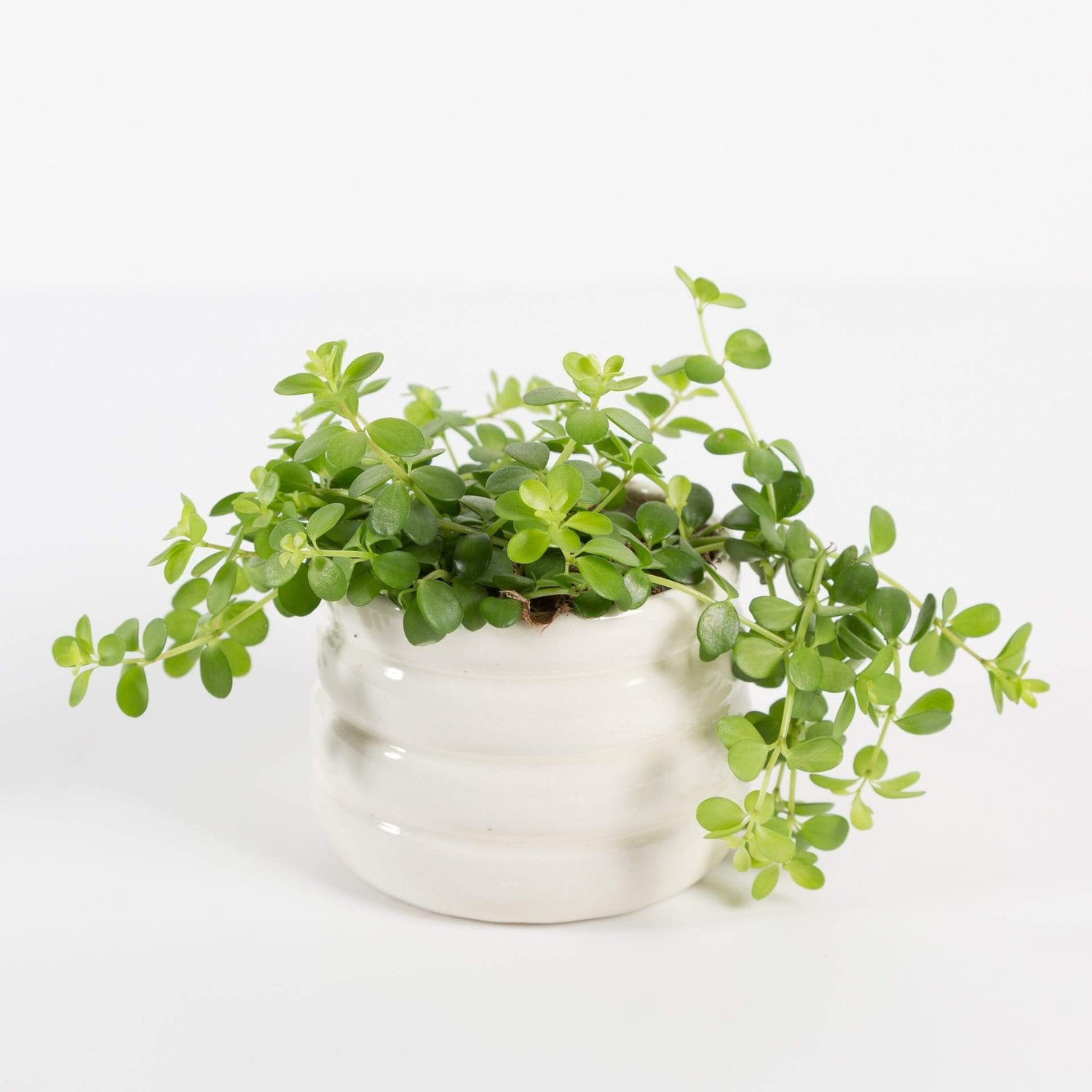 Urban Sprouts Plant 4" in nursery pot Peperomia 'Acorn'
