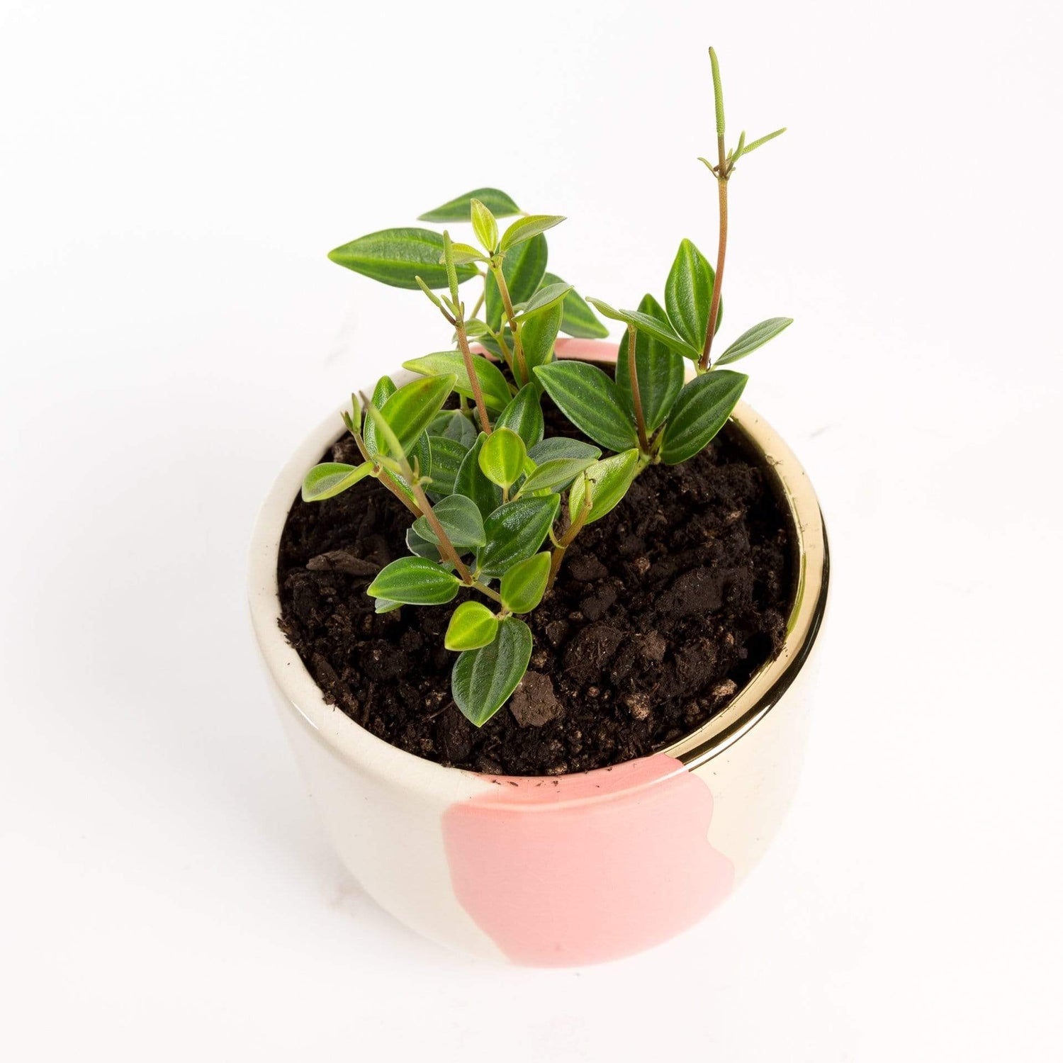 Urban Sprouts Plant 4" in nursery pot Peperomia 'Angulata'