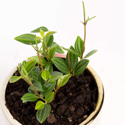 Urban Sprouts Plant 4" in nursery pot Peperomia 'Angulata'