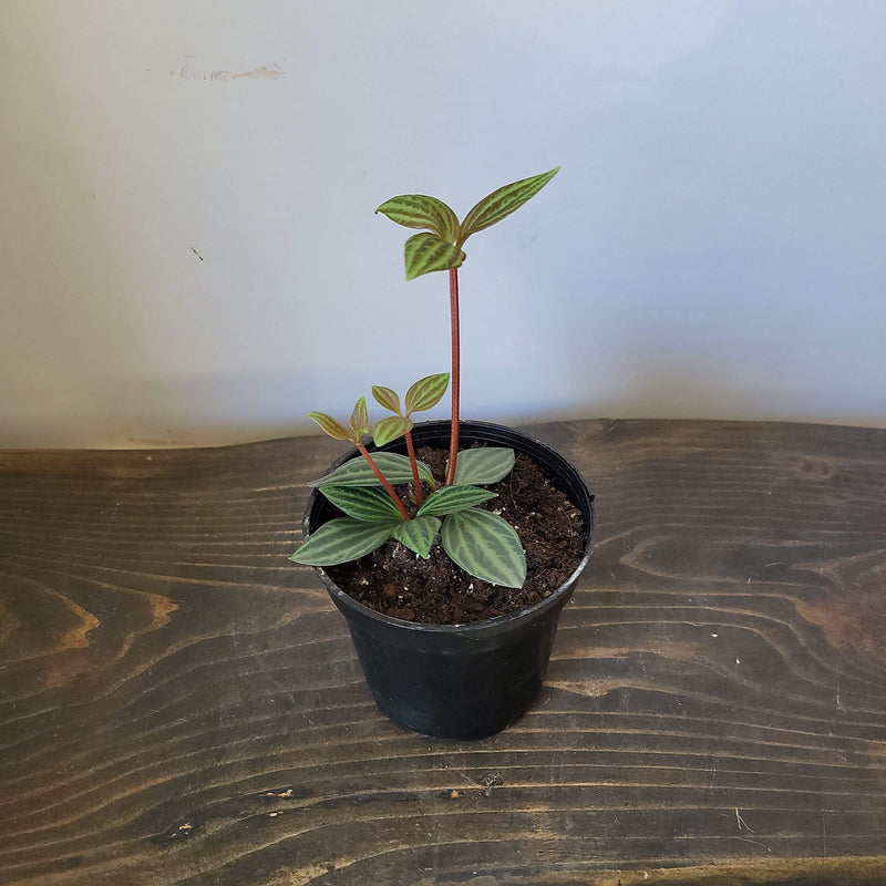 Urban Sprouts Plant 4" in nursery pot Peperomia 'Angulata'