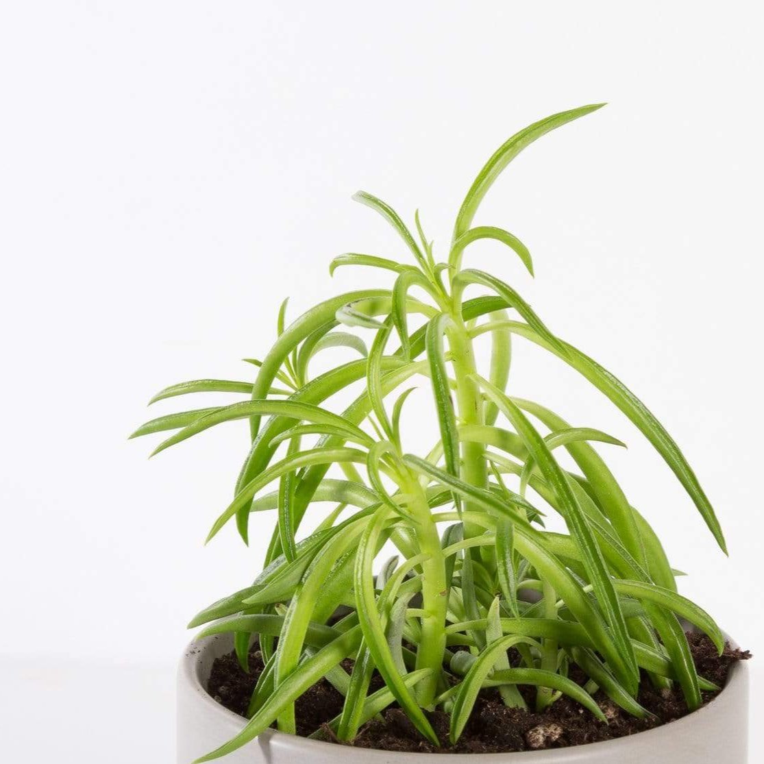 Urban Sprouts Plant 4" in nursery pot Peperomia 'Green Bean'
