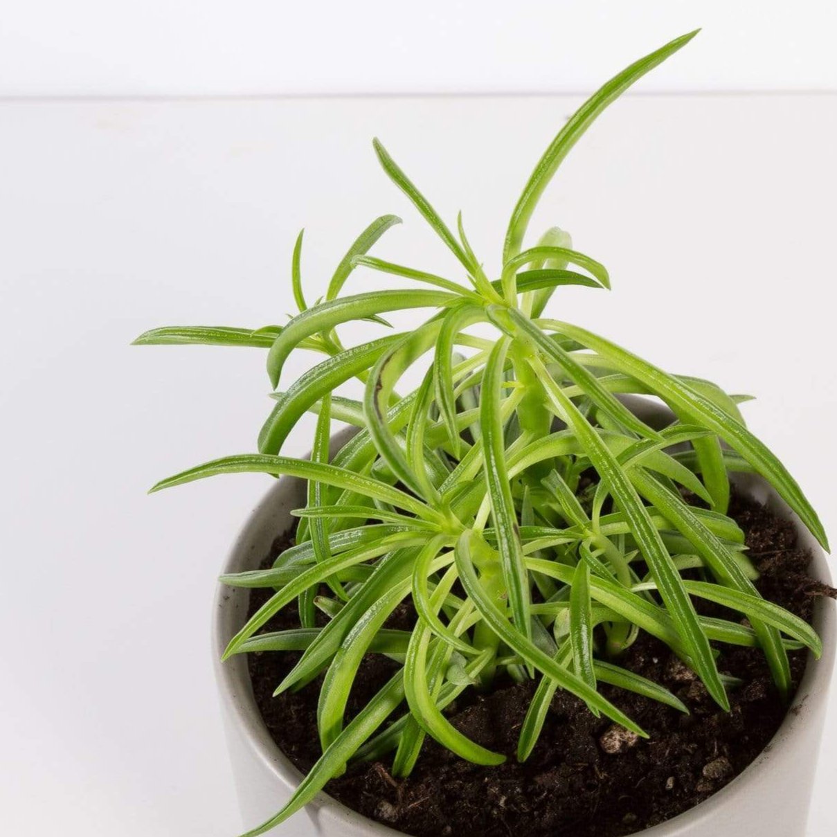 Urban Sprouts Plant 4" in nursery pot Peperomia 'Green Bean'