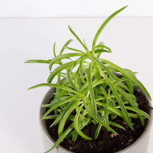 Urban Sprouts Plant 4" in nursery pot Peperomia 'Green Bean'