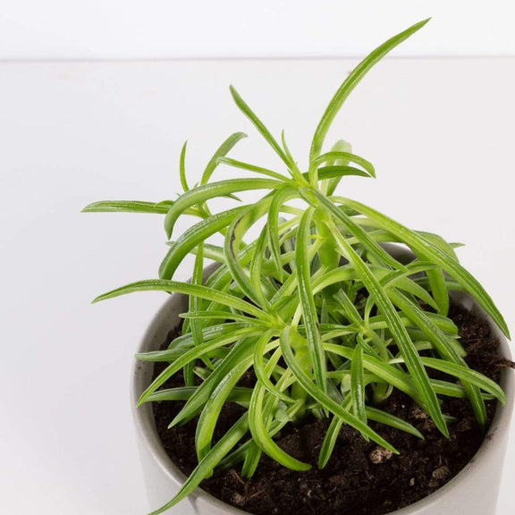 Urban Sprouts Plant 4" in nursery pot Peperomia 'Green Bean'