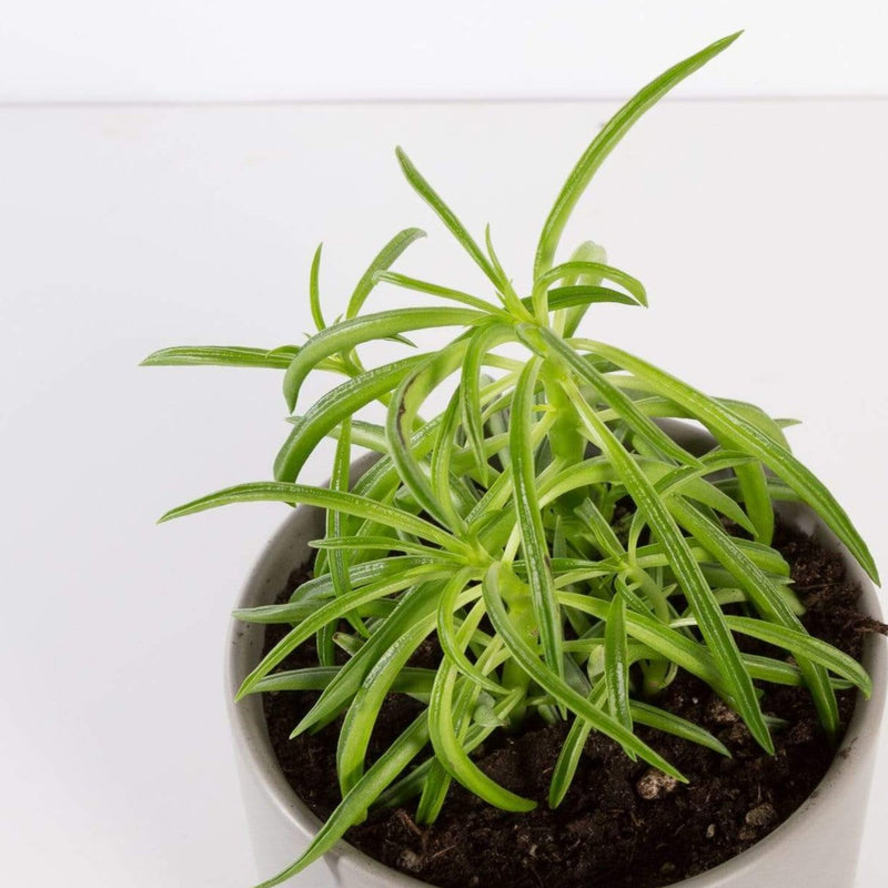 Urban Sprouts Plant 4" in nursery pot Peperomia 'Green Bean'