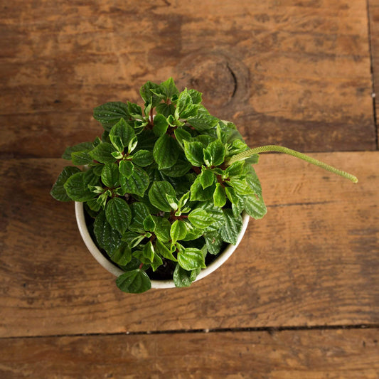 Peperomia 'Little Fantasy' - Urban Sprouts