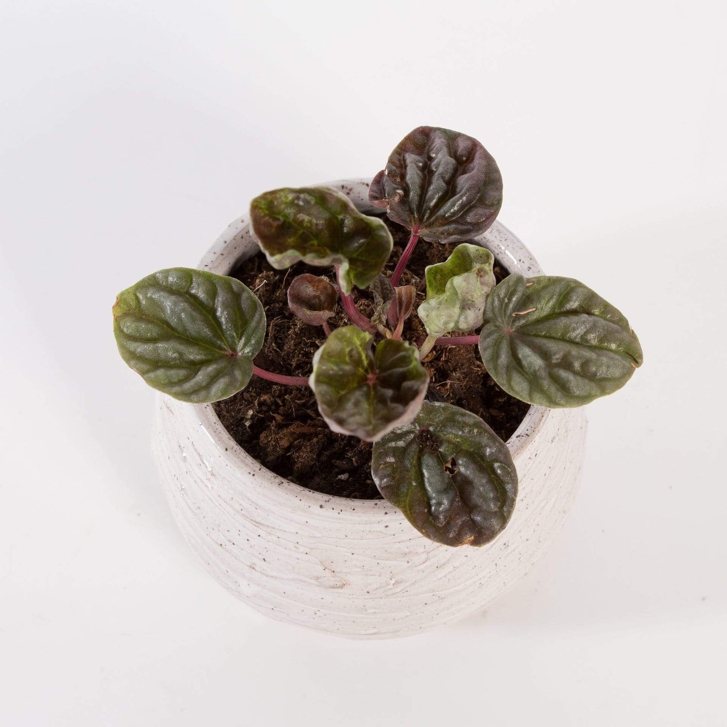 Urban Sprouts Plant 4" in nursery pot Peperomia 'Luna Red'