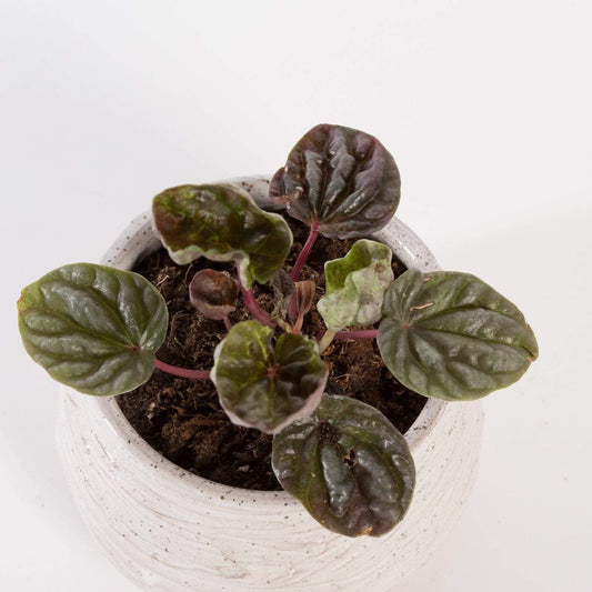 Urban Sprouts Plant 4" in nursery pot Peperomia 'Luna Red'