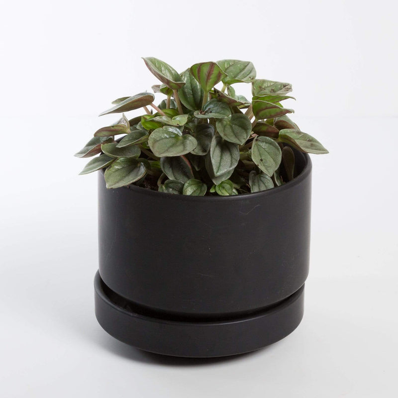 Urban Sprouts Plant 4" in nursery pot Peperomia 'Napoli Nights'