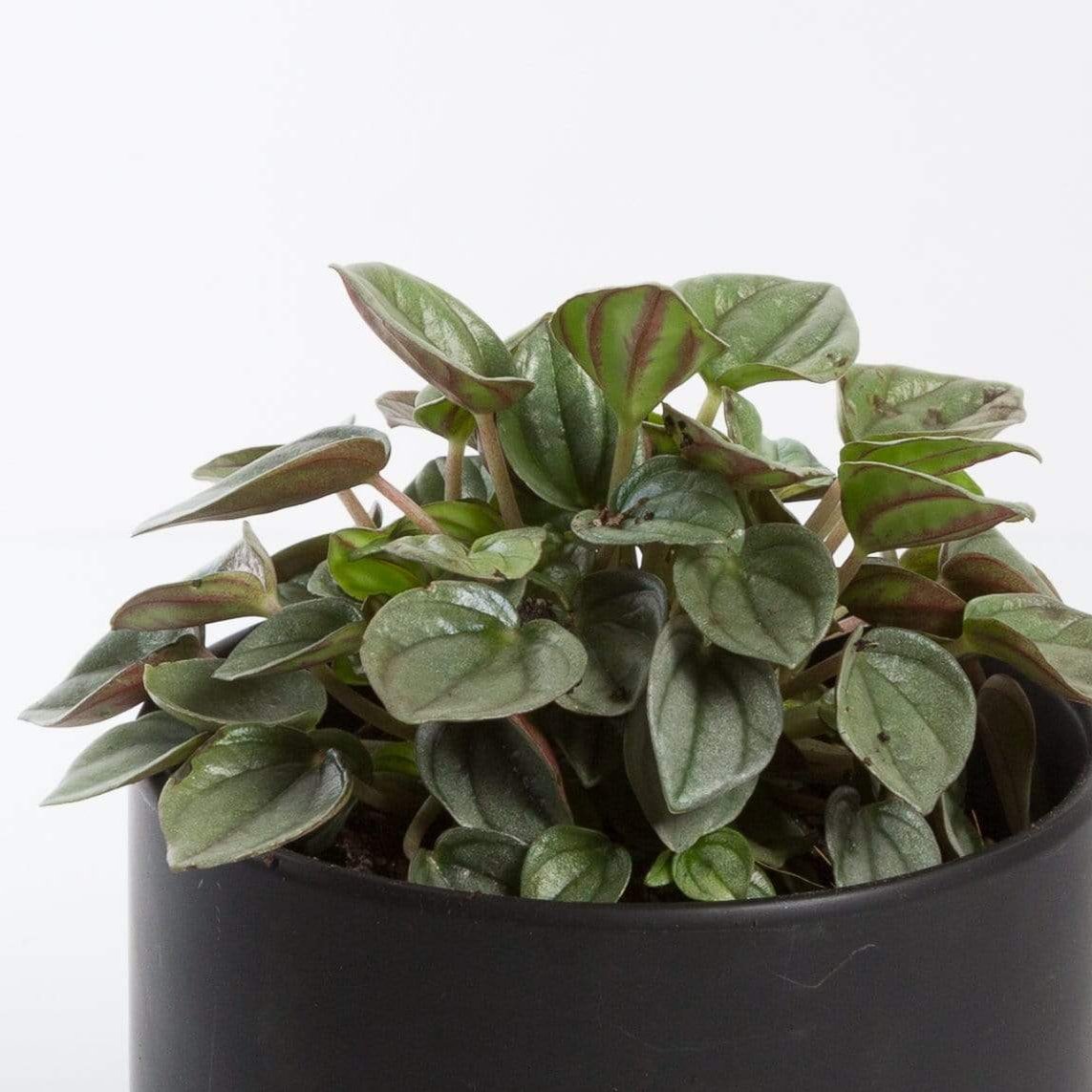 Urban Sprouts Plant 4" in nursery pot Peperomia 'Napoli Nights'