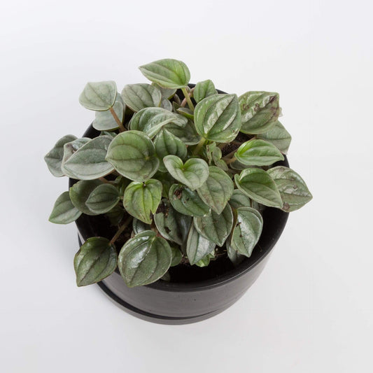 Urban Sprouts Plant 4" in nursery pot Peperomia 'Napoli Nights'