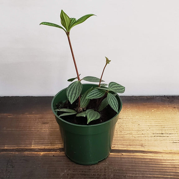 Peperomia 'Parallel' - Urban Sprouts