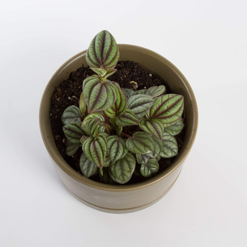 Urban Sprouts Plant 4" in nursery pot Peperomia 'Peacock'