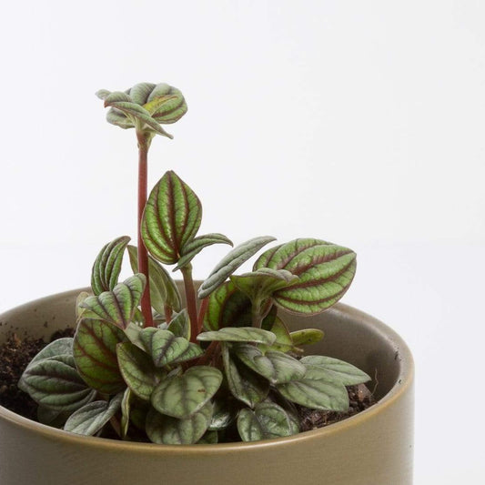 Urban Sprouts Plant 4" in nursery pot Peperomia 'Peacock'