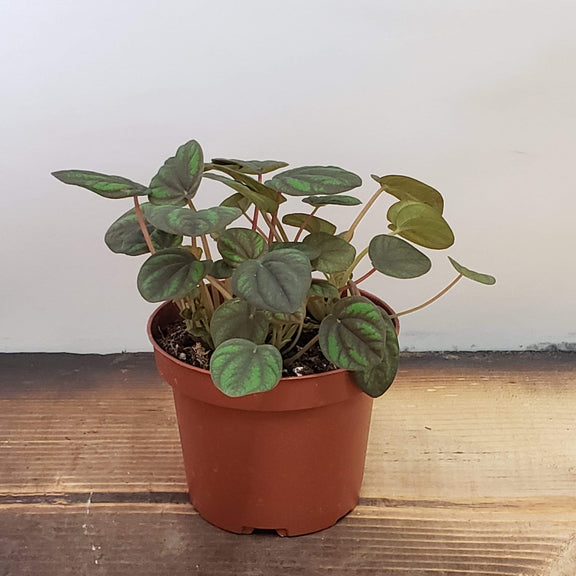 Urban Sprouts Plant 4" in nursery pot Peperomia 'Peppermill'