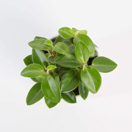 Urban Sprouts Plant 4" in nursery pot Peperomia 'Pixie'