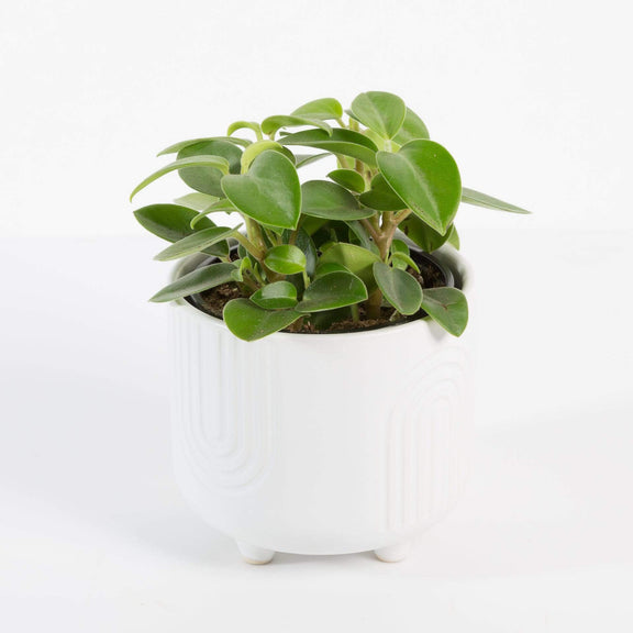 Urban Sprouts Plant 4" in nursery pot Peperomia 'Pixie'