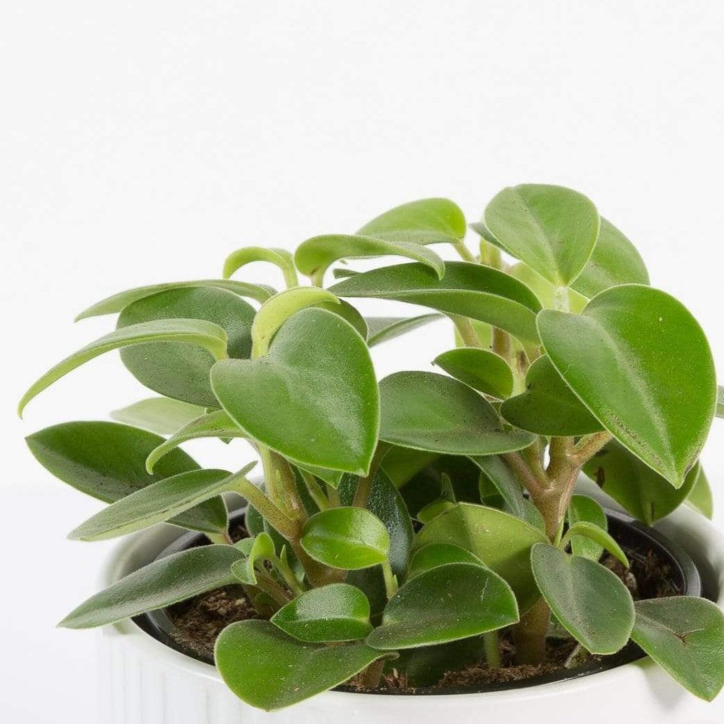 Urban Sprouts Plant 4" in nursery pot Peperomia 'Pixie'