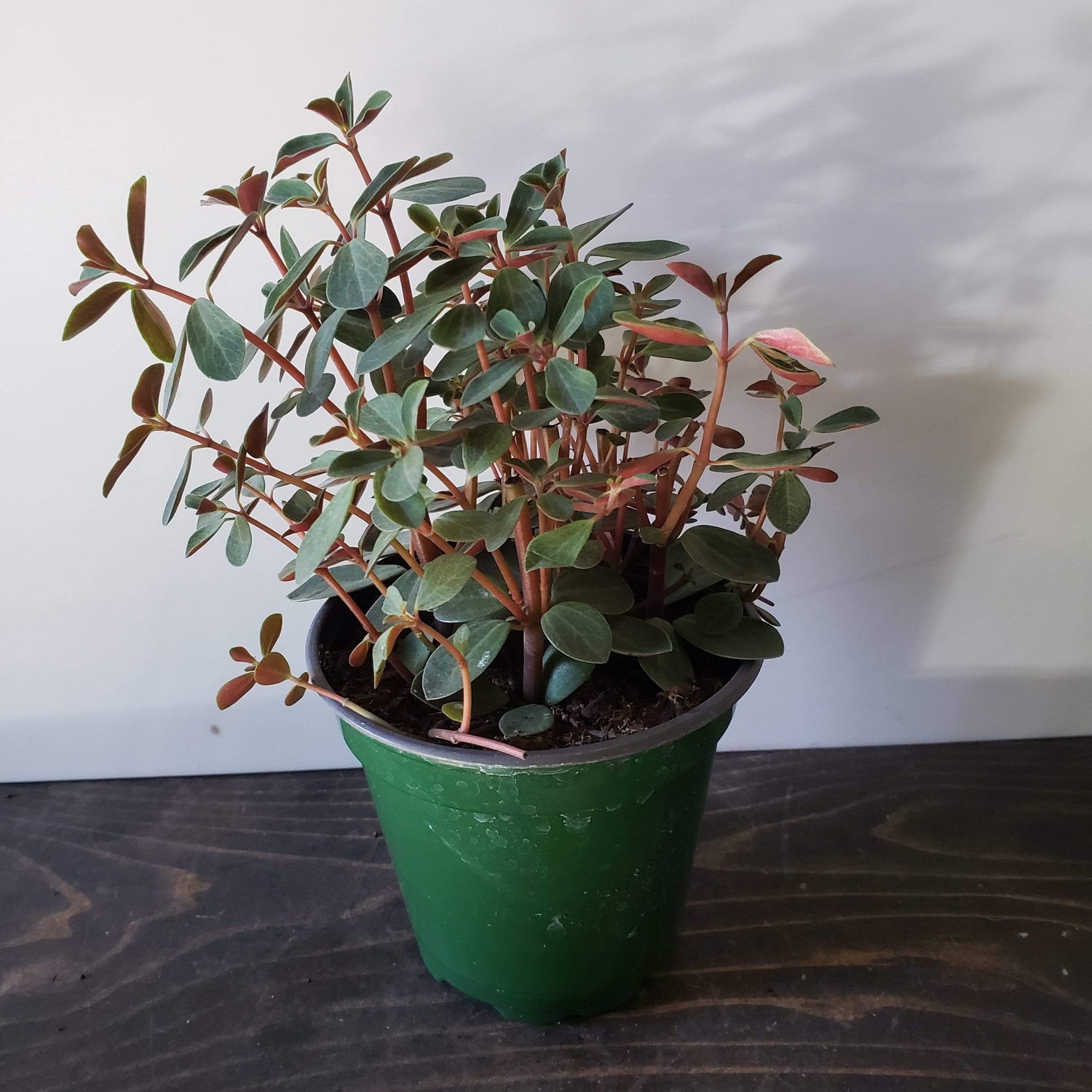 Urban Sprouts Plant 4" in nursery pot Peperomia 'Red Log'