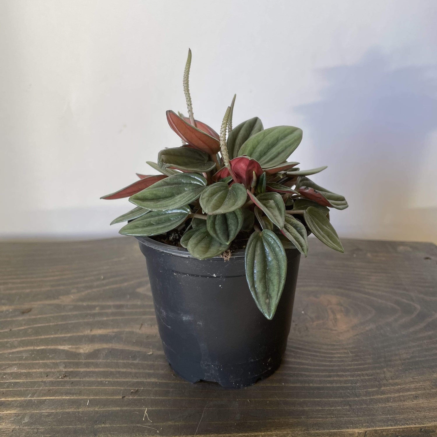 Urban Sprouts Plant 4" in nursery pot Peperomia 'Rosso'