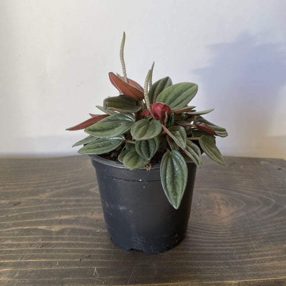 Urban Sprouts Plant 4" in nursery pot Peperomia 'Rosso'