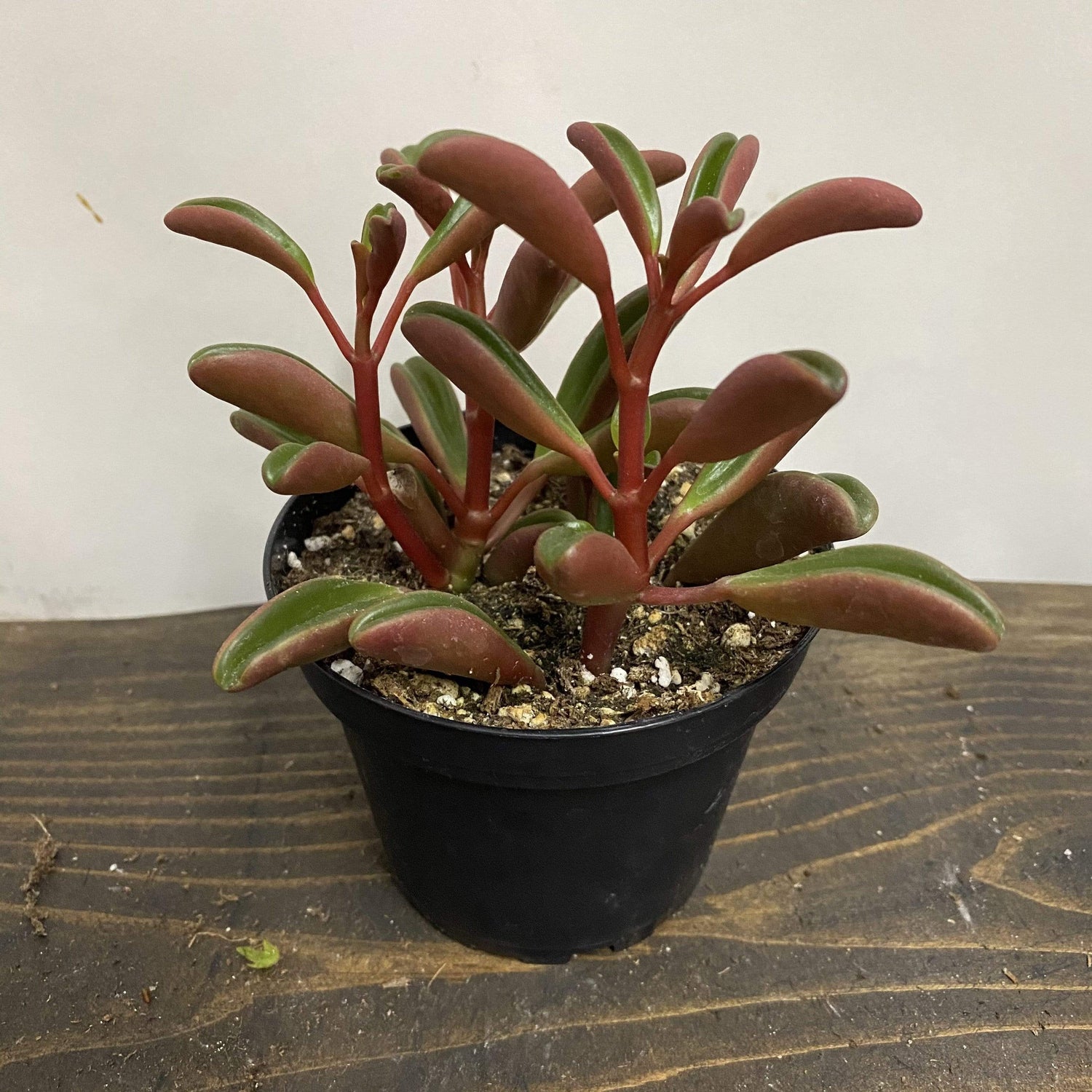 Peperomia 'Ruby Glow' - Urban Sprouts