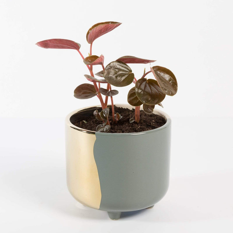 Urban Sprouts Plant 4" in nursery pot Peperomia 'Rugosa'