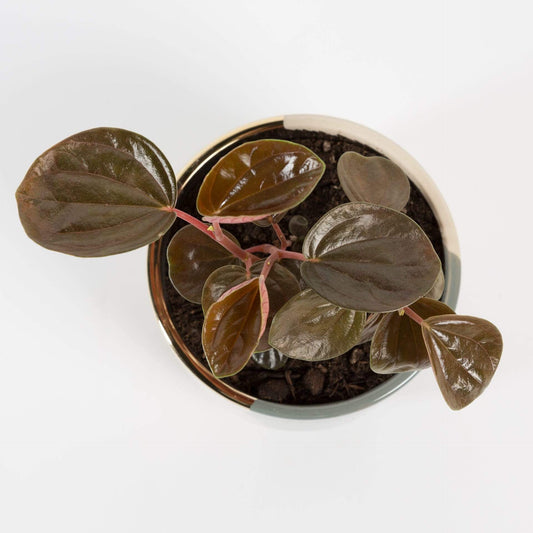Urban Sprouts Plant 4" in nursery pot Peperomia 'Rugosa'