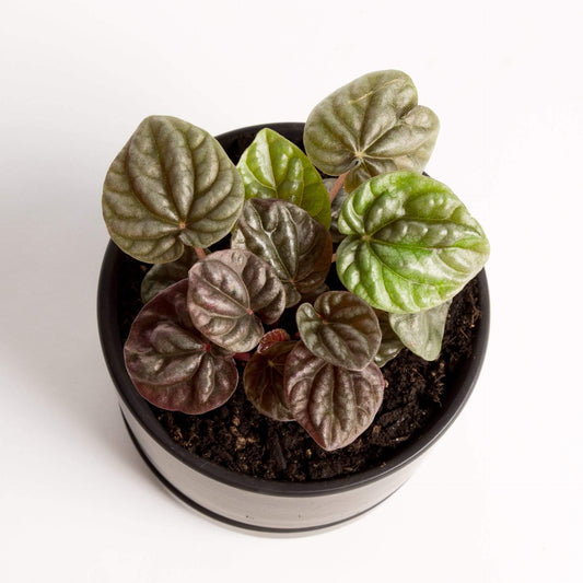 Urban Sprouts Plant 4" in nursery pot Peperomia 'Schumi Red'