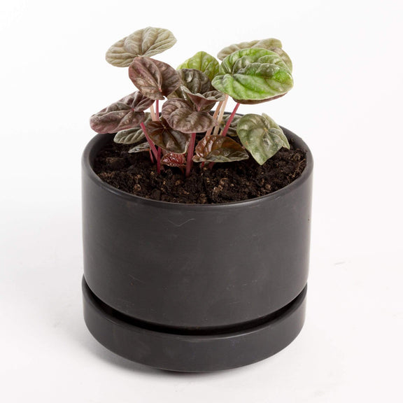Urban Sprouts Plant 4" in nursery pot Peperomia 'Schumi Red'
