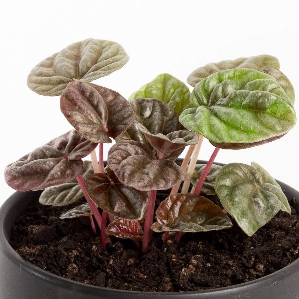 Urban Sprouts Plant 4" in nursery pot Peperomia 'Schumi Red'