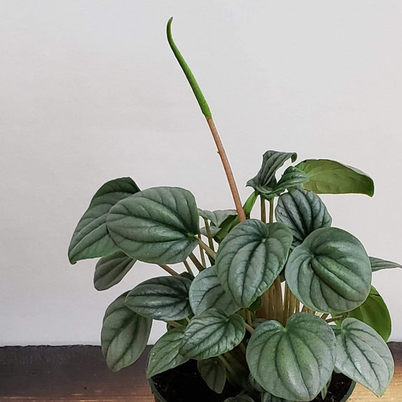 Urban Sprouts Plant 4" in nursery pot Peperomia 'Silver Leaf'