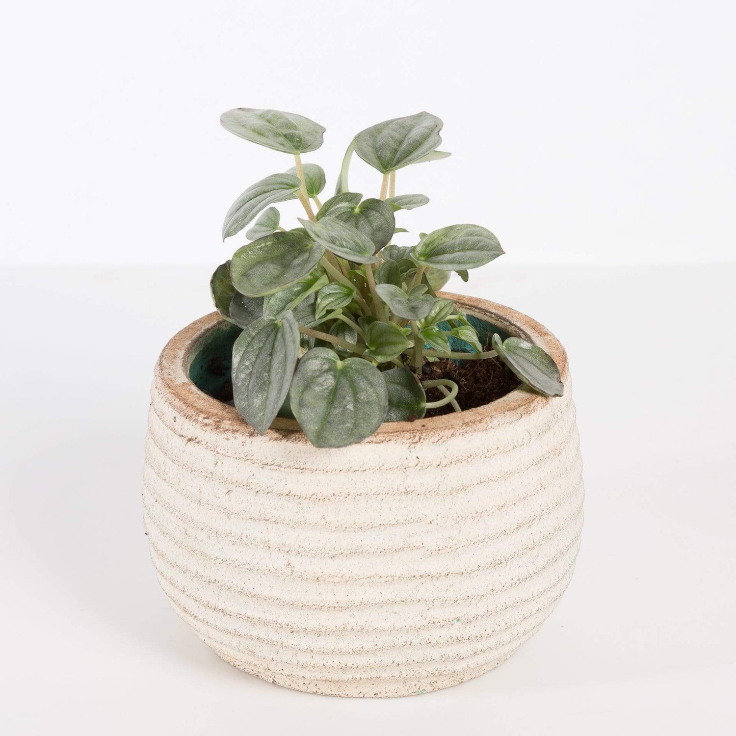 Urban Sprouts Plant 4" in nursery pot Peperomia 'Smokescreen'