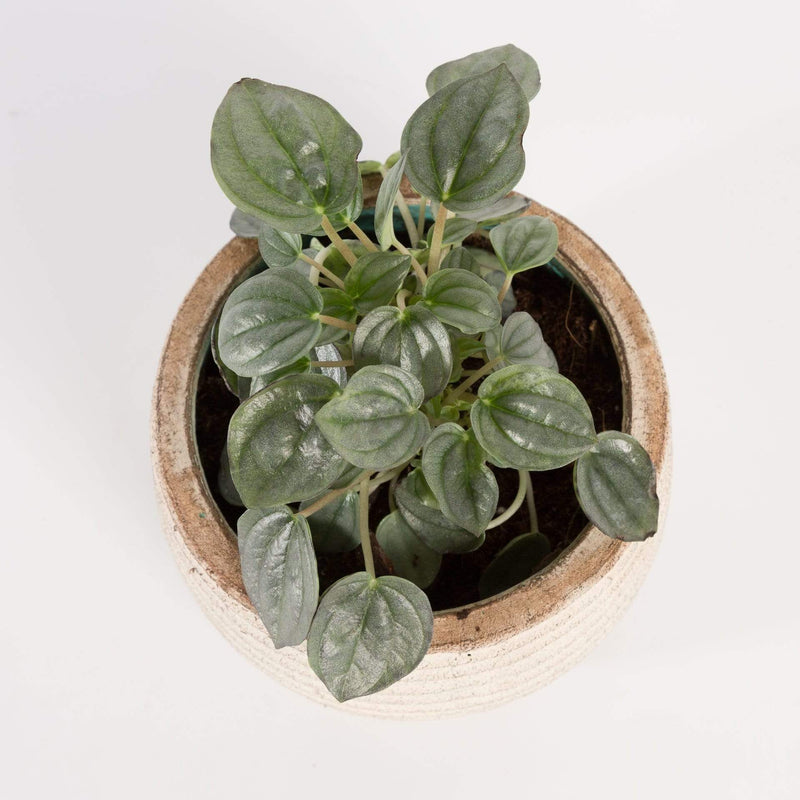 Urban Sprouts Plant 4" in nursery pot Peperomia 'Smokescreen'