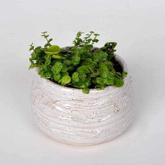 Urban Sprouts Plant 4" in nursery pot Peperomia 'String of Turtles'