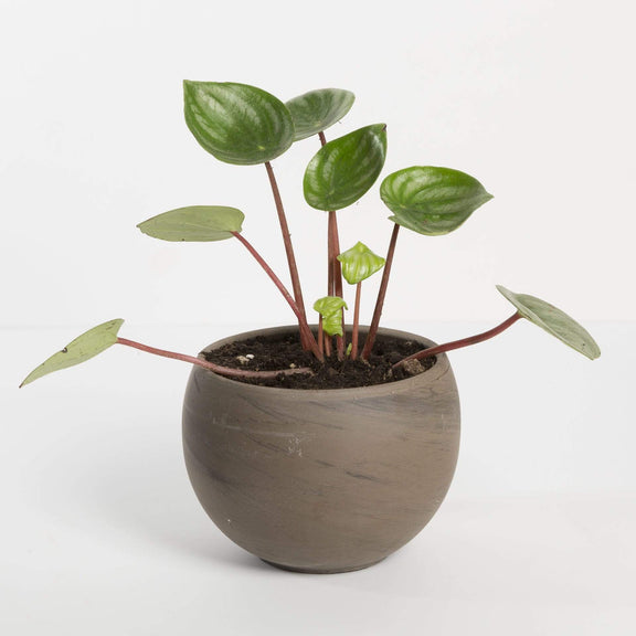 Urban Sprouts Plant 4" in nursery pot Peperomia 'Watermelon'