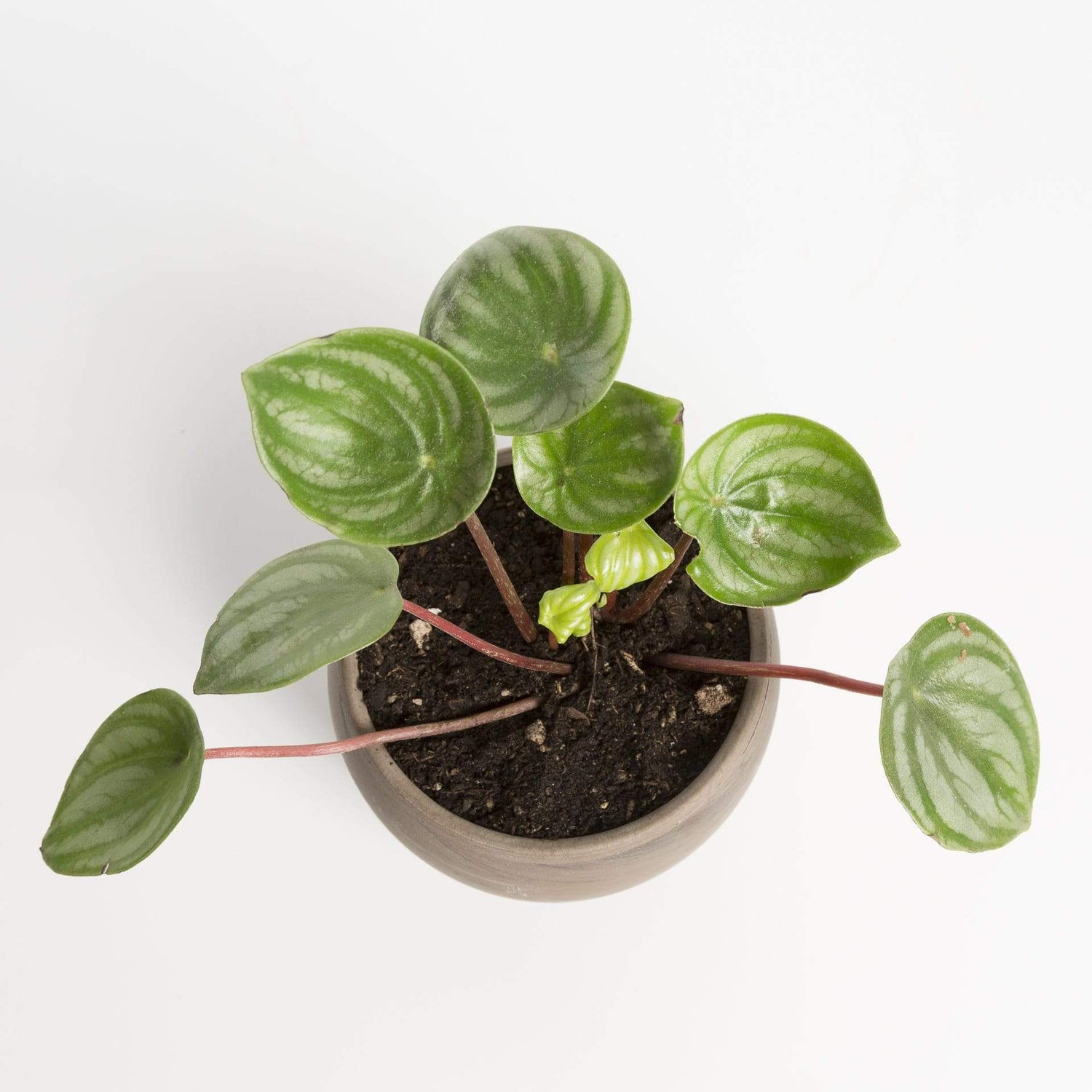 Urban Sprouts Plant 4" in nursery pot Peperomia 'Watermelon'